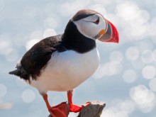 puffin