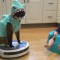 Cat in a shark costume proves that the EU Ban on high powered vacuum cleaners doesn’t have to suck!