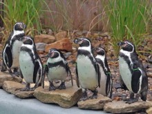 penguins