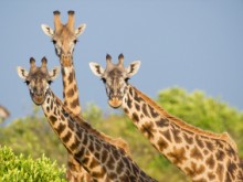 safari park