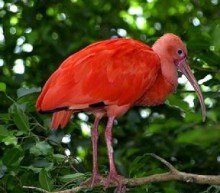 safari park bird