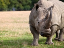 white rhino