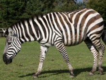 zebra