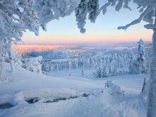 Lapland forest