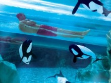 orlando seaworld cheap ticket deals