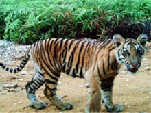 tiger_WWF