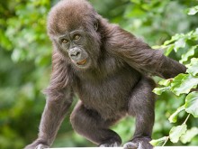 howletts wild animal park offers
