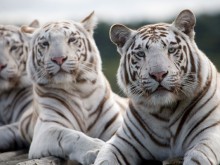 west midlands safari park offers