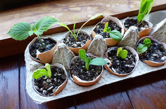 money saving gardening tips egg cartons