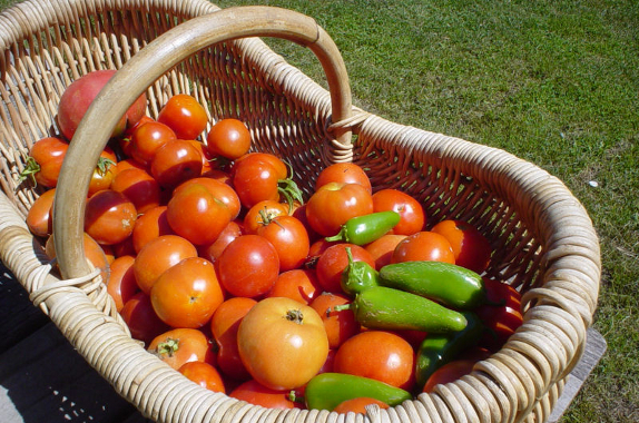 money saving gardening tips grow your own