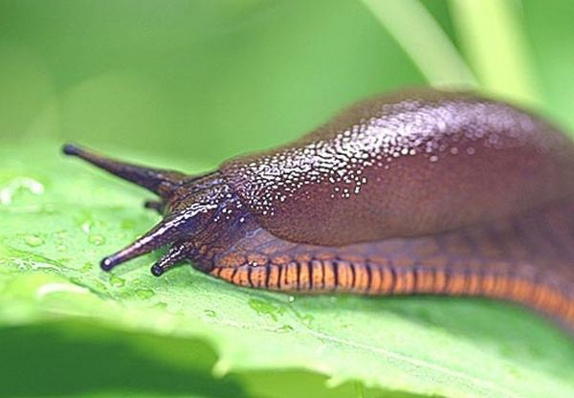 money saving gardening tips slug repellent