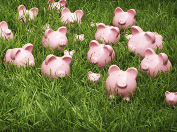 savings in the tall grass