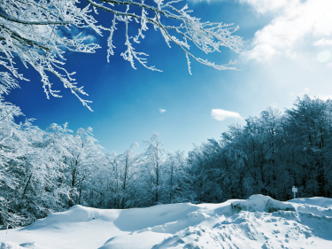 winter wonderland