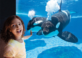 cheap seaworld orlando tickets